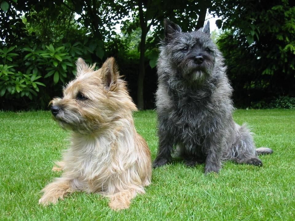 #19. Cairn terrier